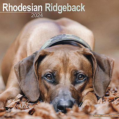 Rhodesian Ridgeback Calendar 2024 (Square)